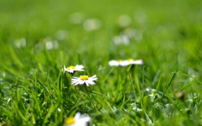 Are You Ready to Start Spring Lawn Care in Arkansas?